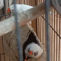 فنچ|پرنده|باقرشهر, |دیوار