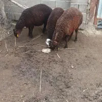 بره نر|حیوانات مزرعه|تاتار علیا, |دیوار