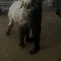 گوسفند