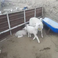 فروش میش و بره رومن|حیوانات مزرعه|قم, خداکرم|دیوار