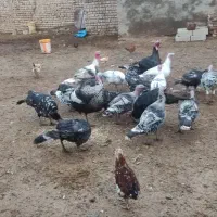 بوقلمون مخصوص شب یلدا