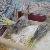 عروسک عروس هلندی(۶۰۰)