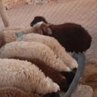 بره ماده داشتی