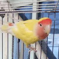 طوطی برزیلی