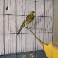 قناری نر زنگی زنگی