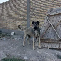 سگ سرابی اصل