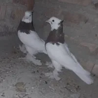 جفت طوقی سرخ پرپا کاکلی