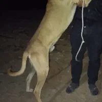 سرابی از همه لحاظ به شرط