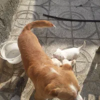 واگذاری سگ پاکوتا|سگ|شهریار, دهشاد بالا|دیوار