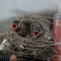 قناری