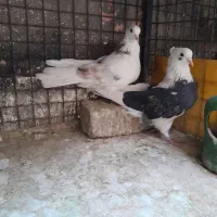 کبوتر هشت تا،هما،شازده ،ابلغ سبز،کله دار|پرنده|کرج, اصفهانی‌ها|دیوار