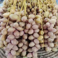 فروش خارک بریمی
