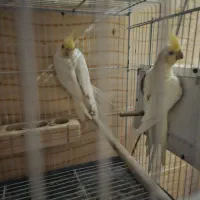 جفت های عتیقه عروس هلندی|پرنده|شیراز, میانرود|دیوار