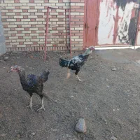 یک عدد خروس ویک مرغ لاری