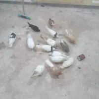 کبوتر رنگی سفت دوری ۱۶عدد