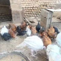 مرغ|حیوانات مزرعه|گناباد, |دیوار