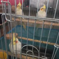 فروش عروس هلندی