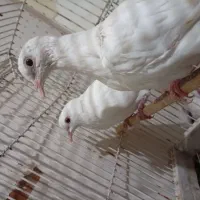 پرنده زینتی|پرنده|شیراز, تندگویان|دیوار