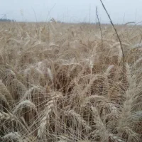 اجاره ۵هکتار زمین  یک فصل برای ماش