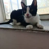 برای نگه داشتم واگذار میکنم|گربه|ارومیه, |دیوار