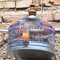 جوجه سهره خاکی