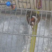 سهره جوجه قفس  درشت و نقاب قفل