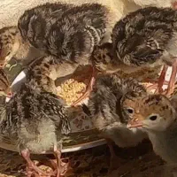 بوقلمون. ۲۰روزه