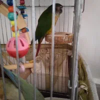 گرنچیک|پرنده|تربت‌حیدریه, آبشار|دیوار