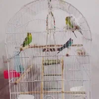 مرغ عشق