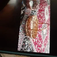 سبد حصیری یلدایی