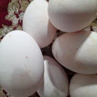 تخم غاز ارگانیک