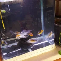 ماهی کوی خوشگل خوش رنگ