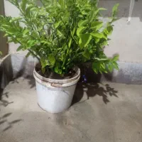گل طبیعی