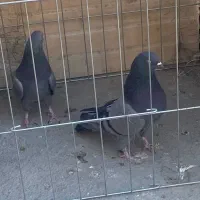 کبوتر پرشی|پرنده|پیر بکران, |دیوار