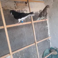 سرکه ای دم سفید خوشرنگ سیاه