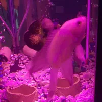 ماهی اسکار|ماهی|اهر, |دیوار