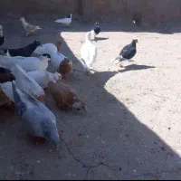 کفتر فروشی جفت ۵۰۰|پرنده|تربت جام, جامرود|دیوار