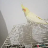 عروس هلندی|پرنده|قائن, |دیوار