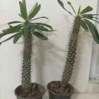 گل آپارتمانی نخل ماداگاسکار