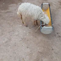 دو عدد بره سفید رنگ ماده دارم|حیوانات مزرعه|رامشیر, |دیوار