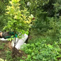 فروش شمشاد ویوکا