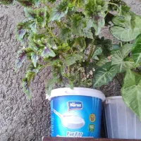 مجله|کتاب و مجله ادبی|سرپل ذهاب, |دیوار