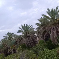 فروش ۴۰۰۰متر باغ و زمین واقع در خاوران