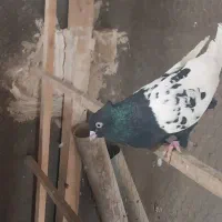 سینه سیاه