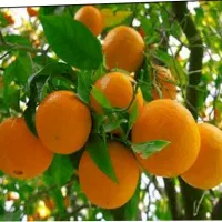 سورتینگ|استخدام خدمات فروشگاه و رستوران|کیاکلا, |دیوار