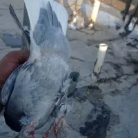 کبوتر|پرنده|شیراز, جمال آباد|دیوار