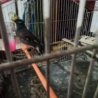 میناوسهره خاکی