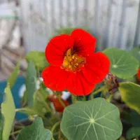 کود سفید(اوره)