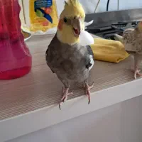 عروس هلندی گمشده