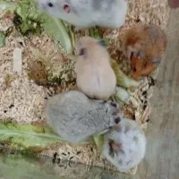 سه آکواریوم ۲۵ همستر۶ملیون|موش و خرگوش|رامهرمز, |دیوار